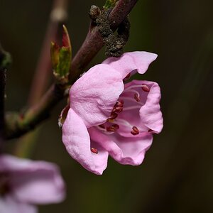Pfirsischblüte