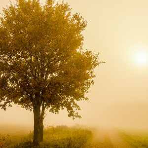 Herbstnebel 2