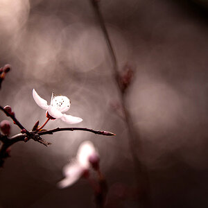 Spring is coming