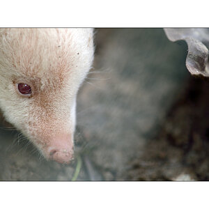 SuriPZ1 4888