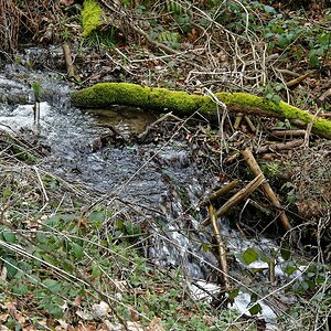 Wasser im Wald 2