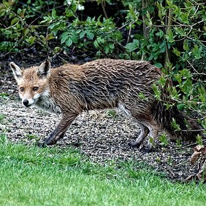 Fuchs