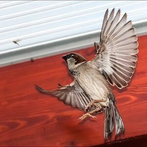 Fliegenjagd