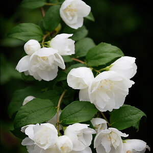 Bauernjasmin