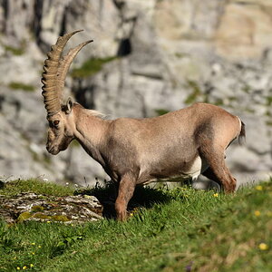 201607 Steinbock 3