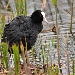 Blässhuhn 2016 06087