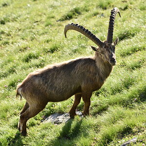 201607 Steinbock 6