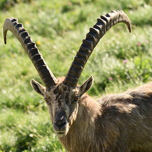 201607 Steinbock 7