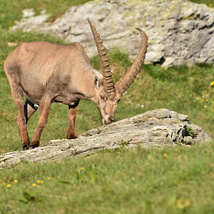 201607 Steinbock 11