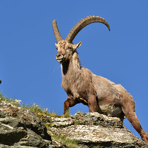 201607 Steinbock 13