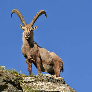201607 Steinbock 14