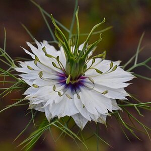 Weisse (?) Blume