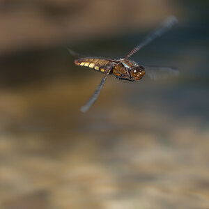 Plattbauch im Flug1