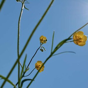 Frühsommerwiese Schwäbische Alb 1