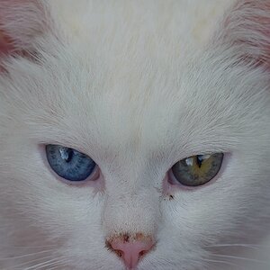 Sissi