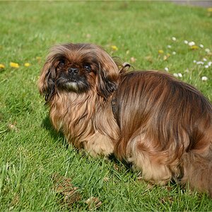 JPEGDSC 0799 Benni 06.09.2000 - 16.06.2016