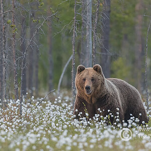 Braunbär, D500, AFS 4/600mm, ISO 1600, Bl.4, 1/500sec.