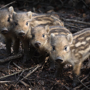Schweinchen
