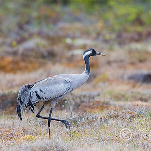 Kranich, D500, AFS 4/600mm, Bl. 4,8, ISO 800, 1/350sec