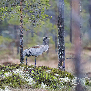 Kranich, D500, AFS 4/600mm, irrtümlich ISO 3200, Bl. 4, 1/2000sec
