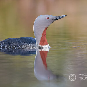 Sterntaucher, D500, AFS 4/600mm VR, ISO 400, Bl. 4,8, 1/1000sec