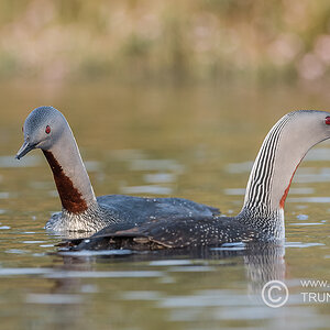 Sterntaucherpaar, D500, AFS 4/600 VR, ISO 400, Bl. 4,8, 1/500sec.