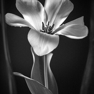 Blume_29