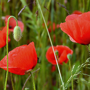 DSC 1102 Mohn