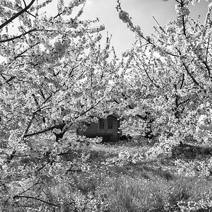 Apfelblüte