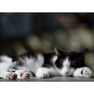 KatzePZ1 3954