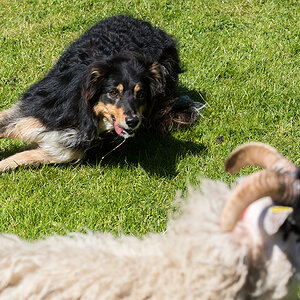 border collie 2016 263