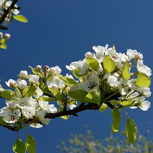 Birnbaum