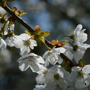 Kirschblüten