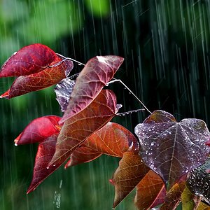 regen www 2