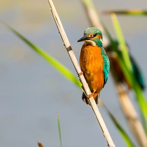 Eisvogel  (1 von 1)