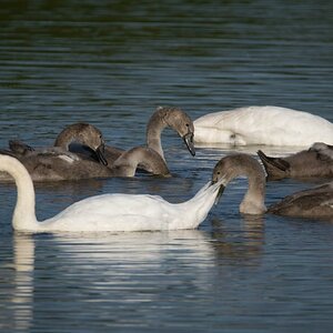Schwanenfamilie (1 von 1)
