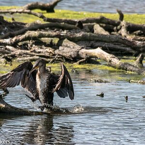 Kormoran  mit Nikon D 750 und Sigma 150 - 600 mm in freier Wildbahn ( An der Leuther Mühle ) aufgenommen