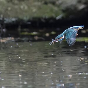 1200Eisvogel H.W.DOMNIK 0992