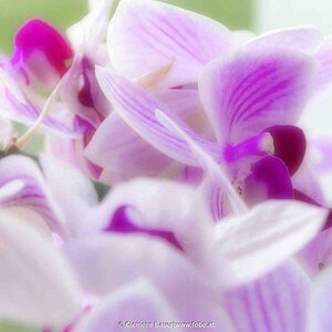 Lila Orchideenblüte. Mehr gibts auf www.fobo.at