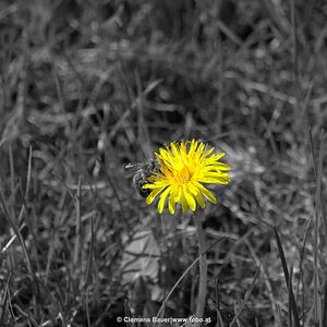 Einzelne Blüte. Mehr gibts auf www.fobo.at