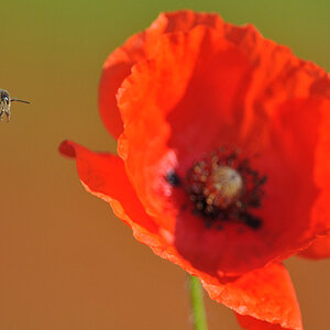 Mohn Biene