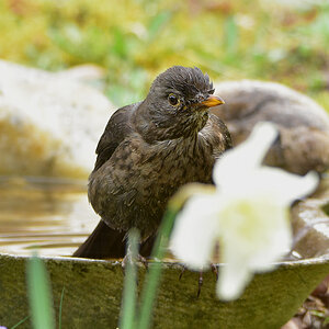 DSC 1004 Amsel