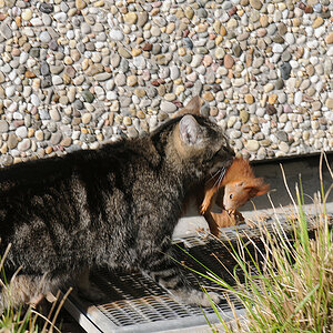 bild 3katze