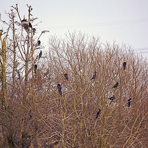 D71 3622 Kormorankolonie 4 2016