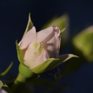 Knospe der fast weissen Rose