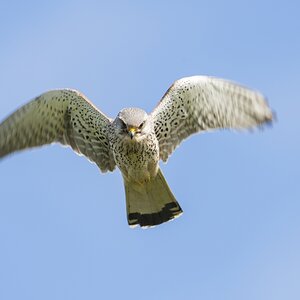 For. Turmfalke 3576