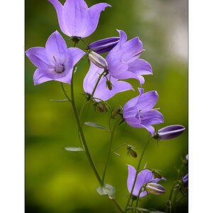 Glockenblumen
