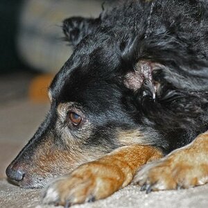Phoebe, mit 17 Jahren 1914 verstorben.