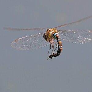 D50 1146 Krummrückenlibelle IC 8 2016