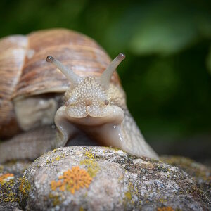 Weinbergschnecke